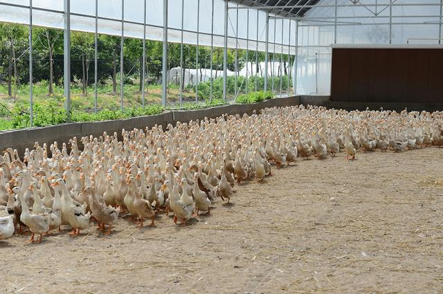 陜西養殖大棚溫室養殖