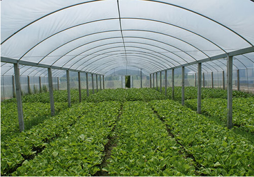 陜西蔬菜大棚廠(chǎng)家 陜西蔬菜大棚廠(chǎng)家